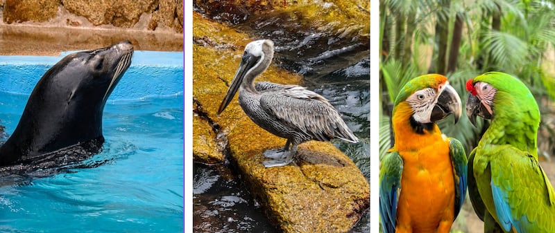El fotógrafo mexicano Antonio Pastrana te explica cómo lograr fotos espectaculares con el nuevo Huawei Pura 80 Ultra: zoom óptico, macro sin acercarte, y el poder de la Inteligencia Artificial
