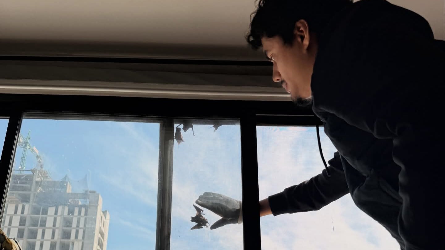 Primero se evaluó la situación de los murciélagos para determinar la mejor forma de rescatarlos.