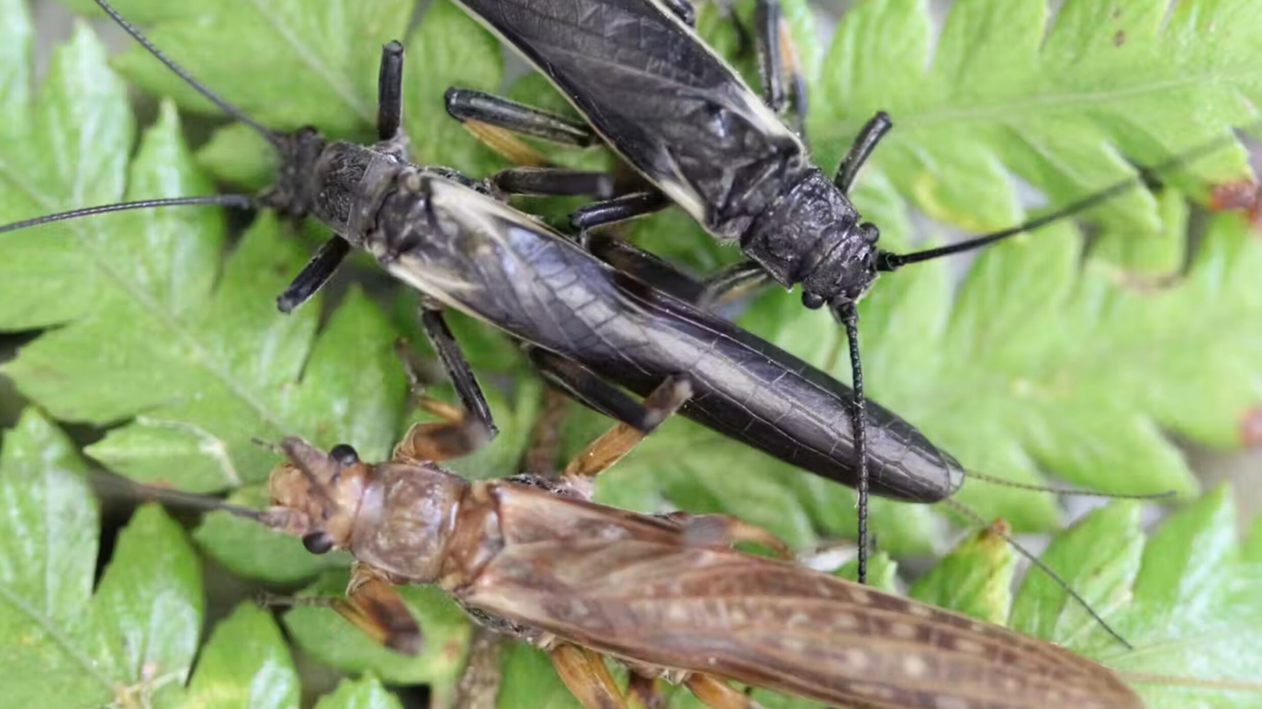 Moscas de la piedra autóctonas de Nueva Zelanda