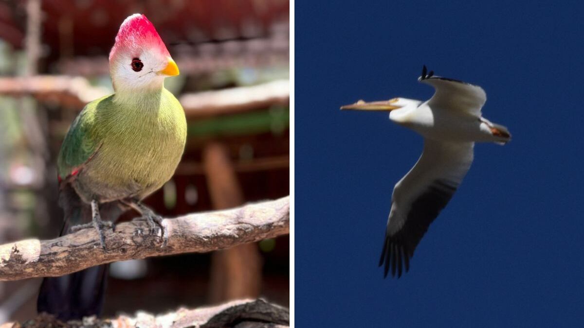 Aves migratorias como pelícanos, patos y garzas llegan cada año al Parque Metropolitano de León, aprovechando el equilibrio ecológico que ofrece la presa El Palote durante la temporada de lluvias.