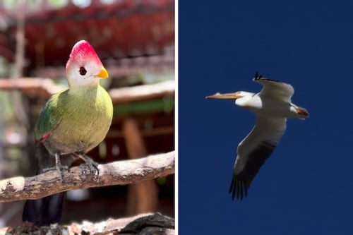 Comienza la temporada migratoria: aves llegan al Parque Metropolitano de León