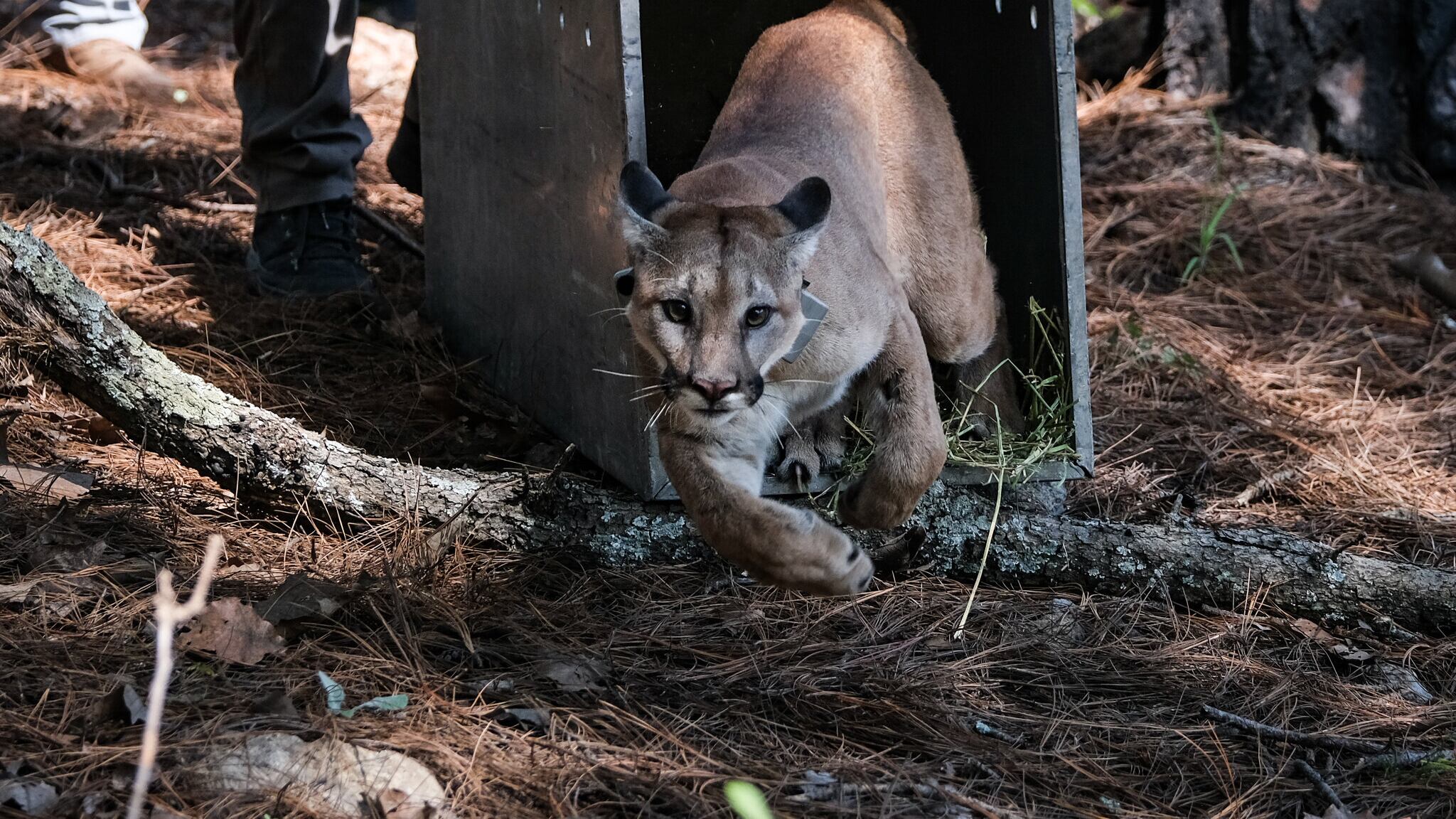 Liberan exitosamente a Puma en Bosque La Primavera