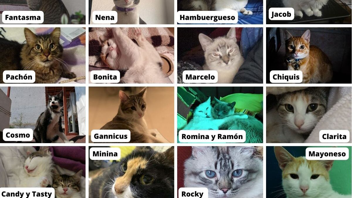 Publimetro México se une a la celebración del día del gato.