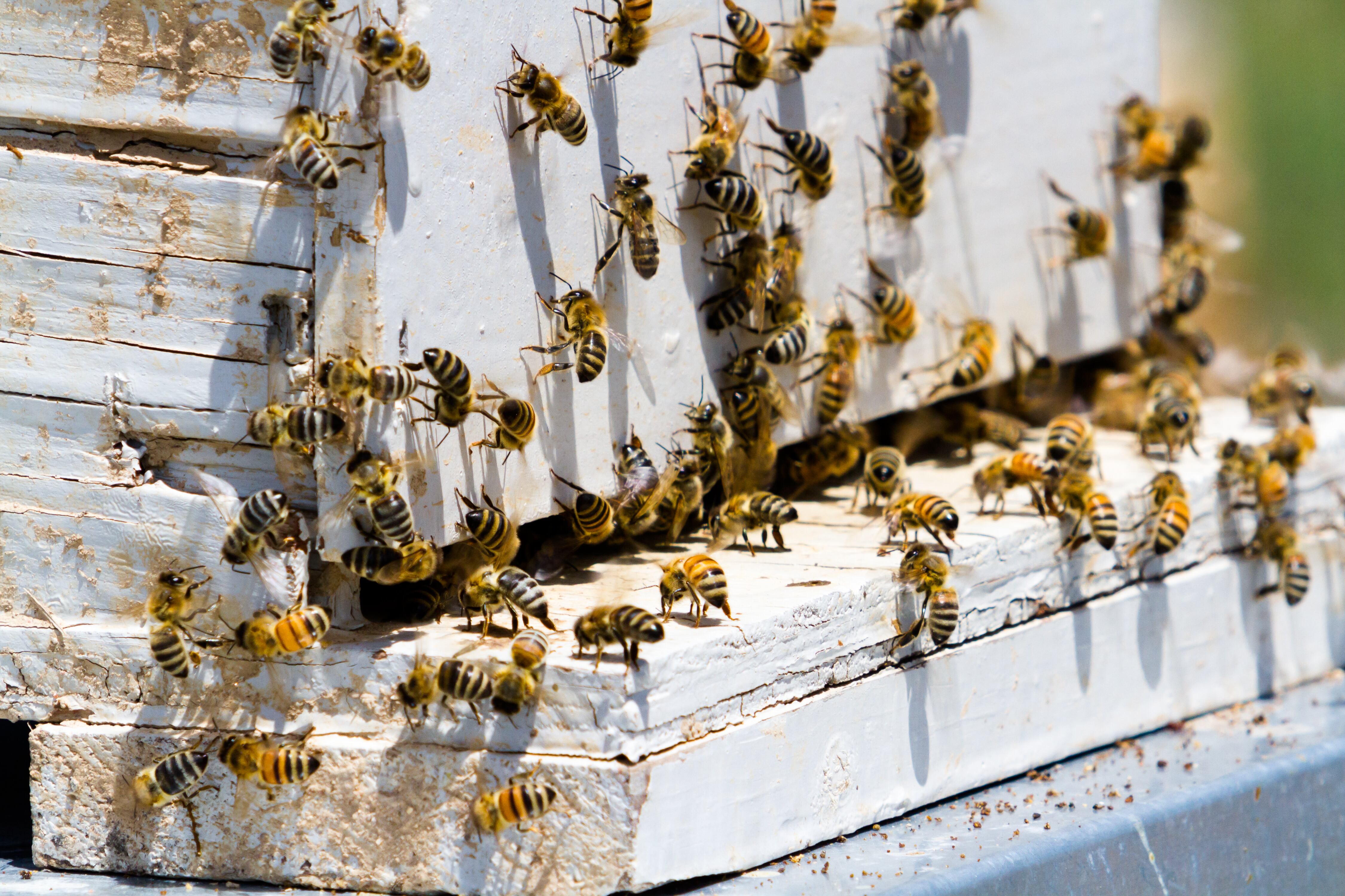 ¡Terror en escuela! Enjambre de abejas ataca a más de 100 personas en plena clase