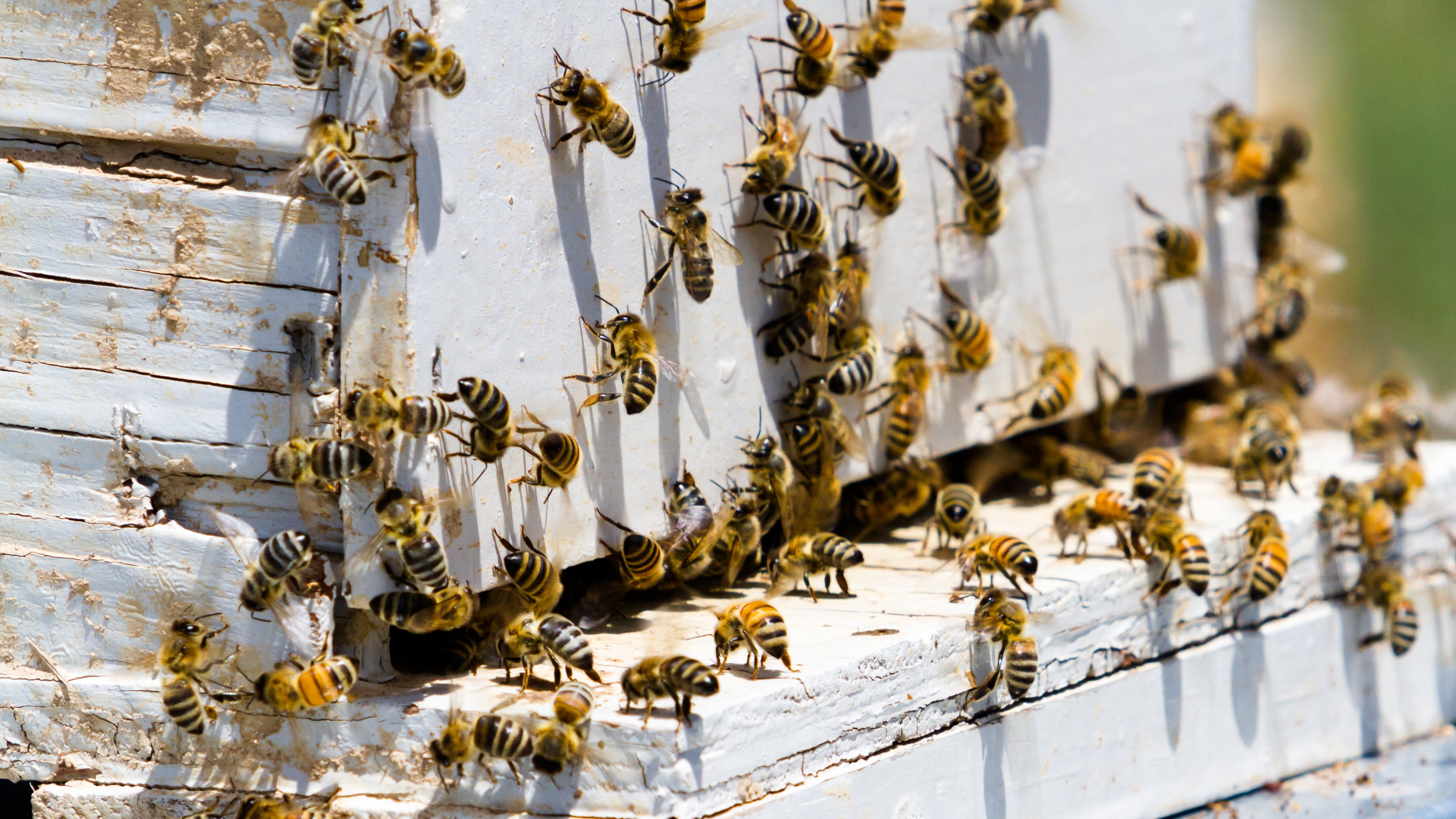 Abejas