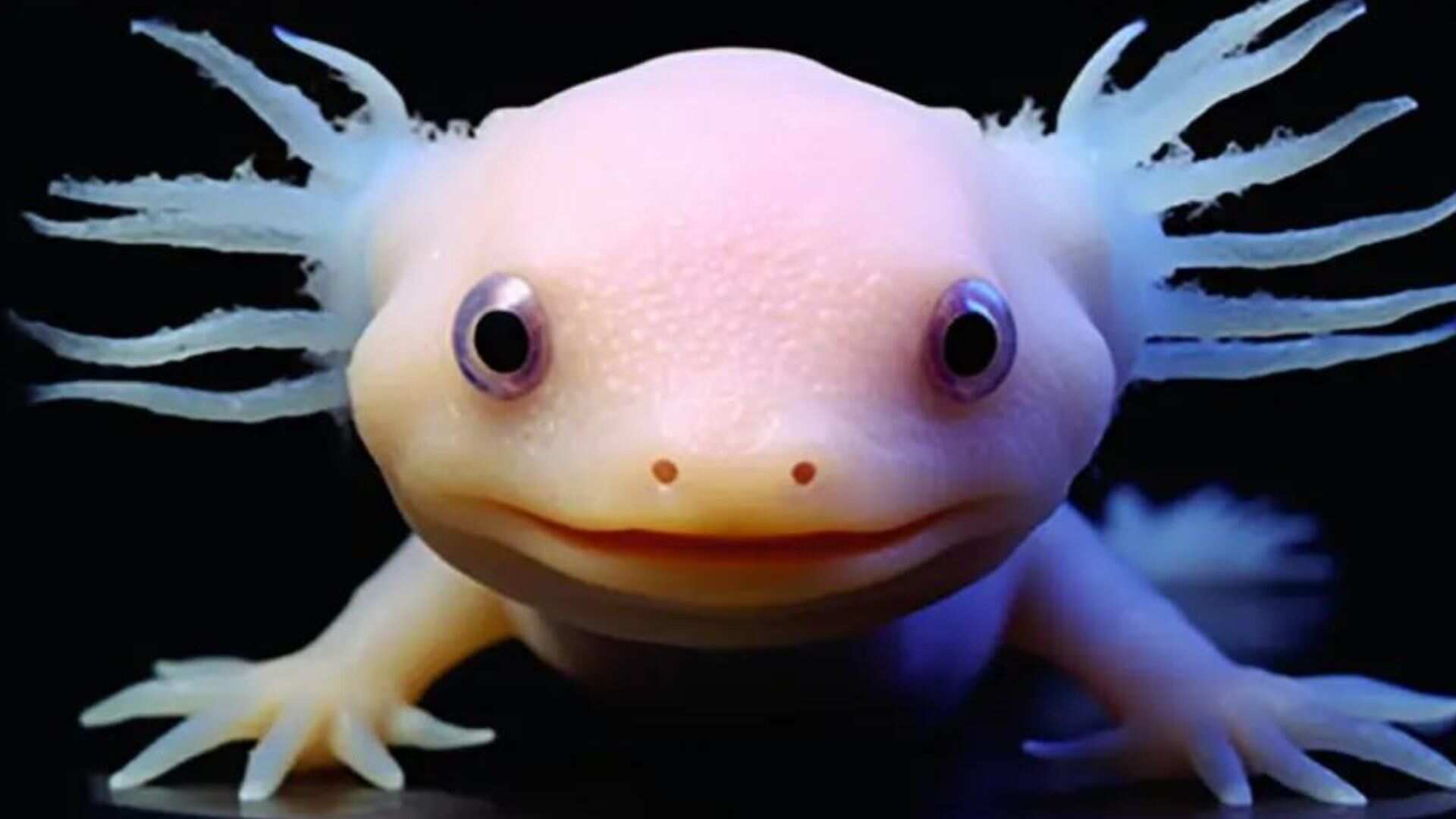 Científicos han encontrado la clave que hace posible que el ajolote pueda regenerar sus extremidades.