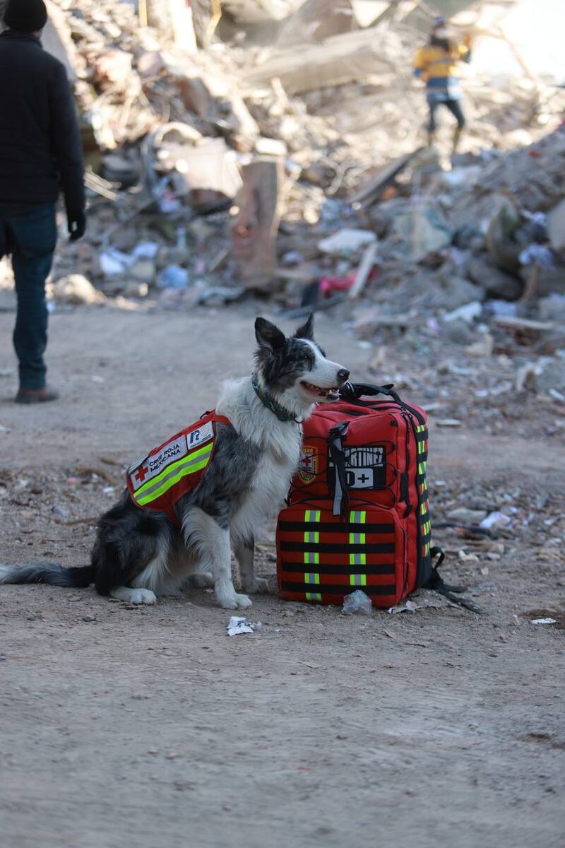 Grupo de rescate “Frida”: Grupo de caninos apoyan en Turquía y Siria tras sismo