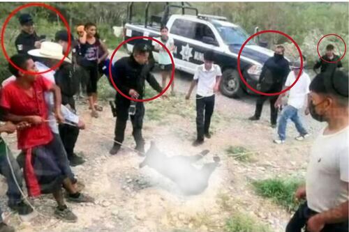 Sancionan a policías por no impedir la tortura y muerte del osezno en Coahuila
