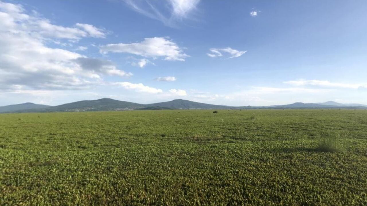 Lirio cubre laguna de Yuriria y afecta supervivencia del ecosistema.
