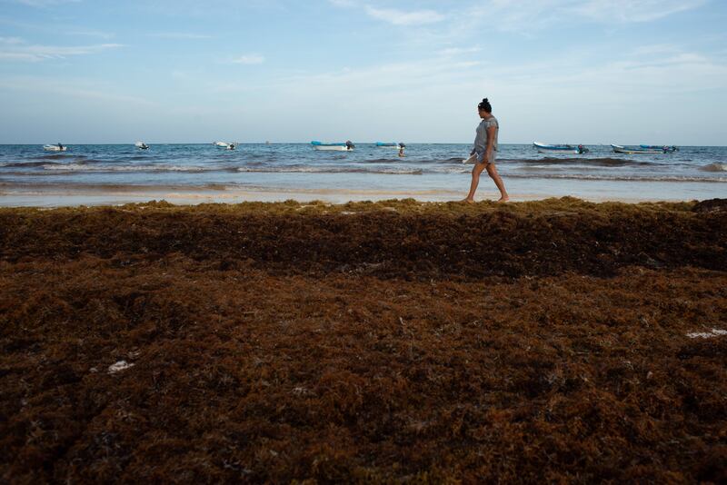 Sargazo: Caribe mexicano se llena de sargazo