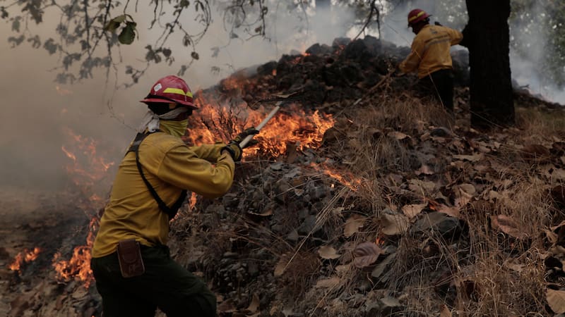 La última década ha sido particularmente devastadora para los bosques de Jalisco.