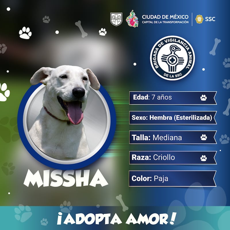 ¿Cómo puedo adoptar un perrito rescatado por la Brigada de Vigilancia Animal?