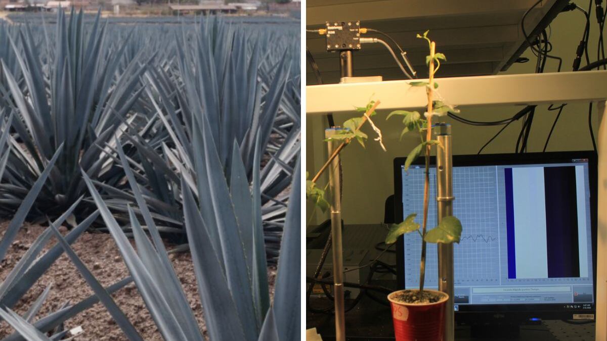 El agave, emblemático en la producción de tequila y mezcal, posee una estructura especializada que le permite almacenar agua.