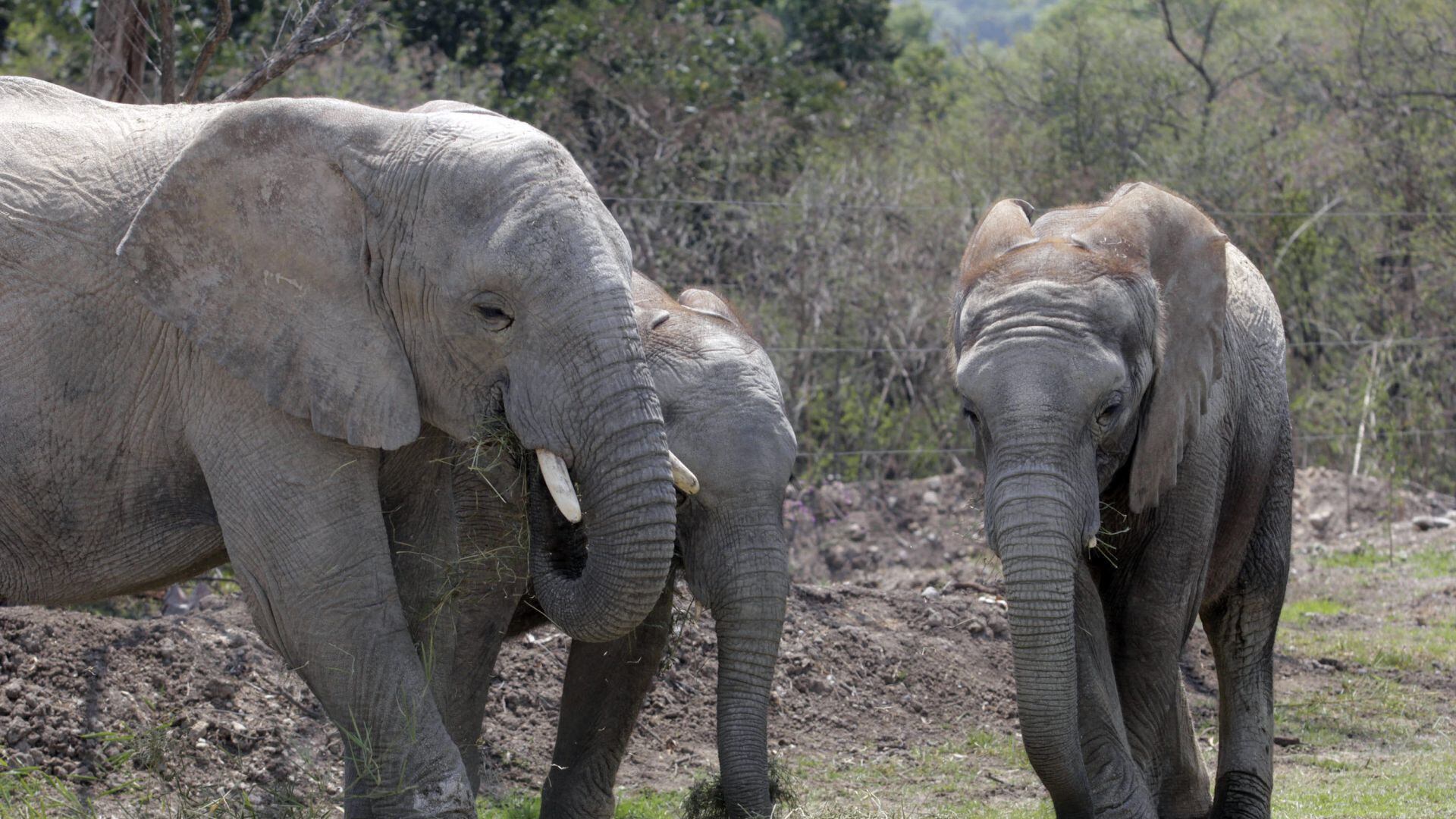 Africam Safari rescató a elefantes que vivían en Namibia en 2012
