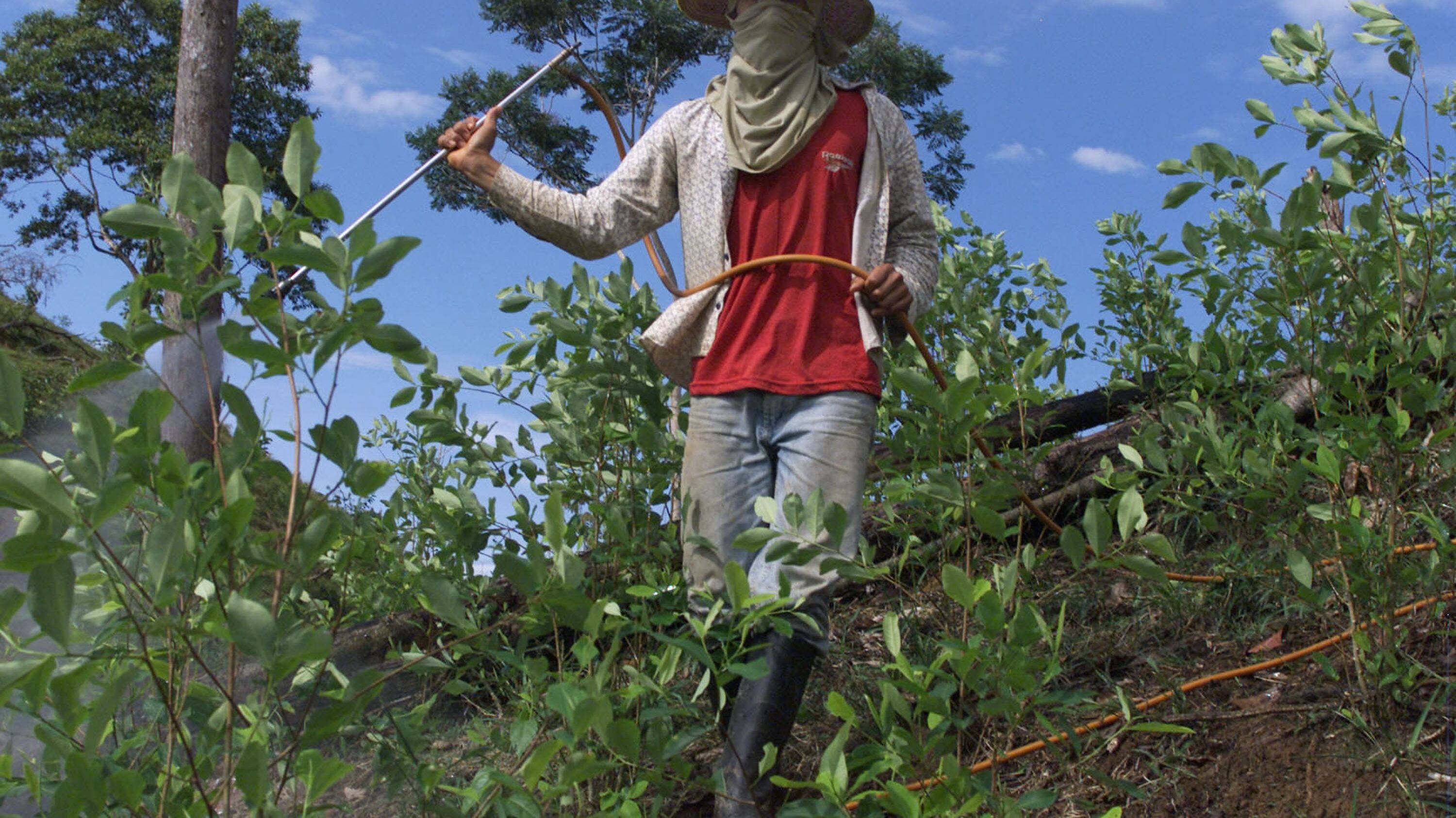 Campesino sin identificar rocía pesticida sobre su plantación de coca en La Hormiga, Colombia.