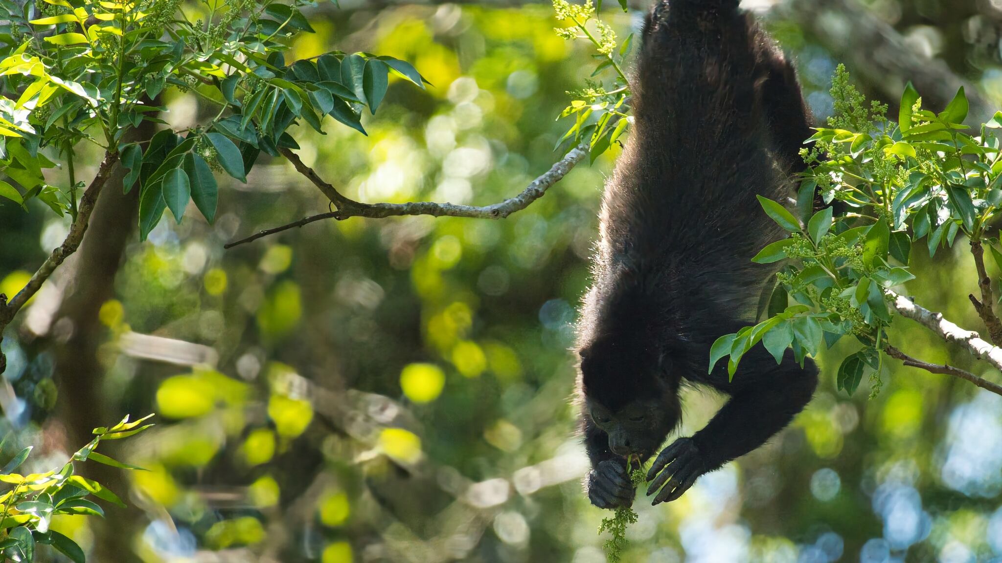 ¿Qué ha pasado con la muerte de monos por las altas temperaturas?