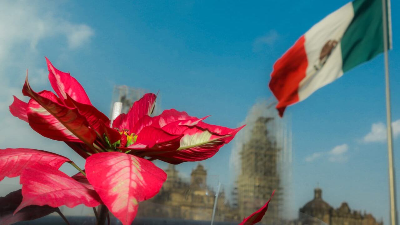 Flores de Nochebuena Zócalo