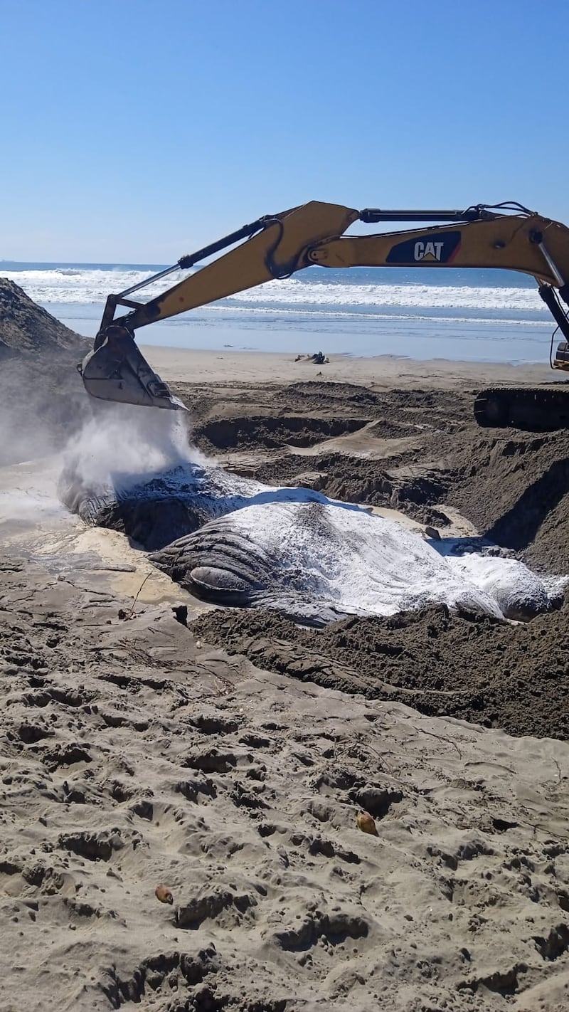 Polémico entierro de una ballena en las playas de Acapulco ¿era buena solución?