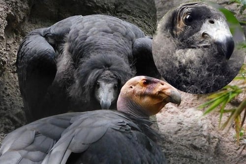 Crías de cóndor nacidas en Chapultepec emprenderán vuelo en California