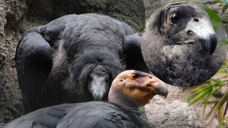 Cóndores nacidos en Chapultepec serán liberados en Baja California