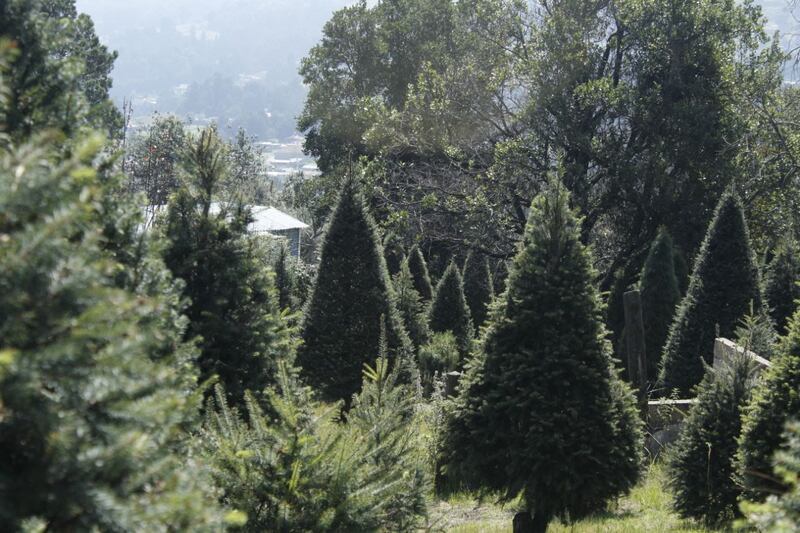 Árbol de Navidad