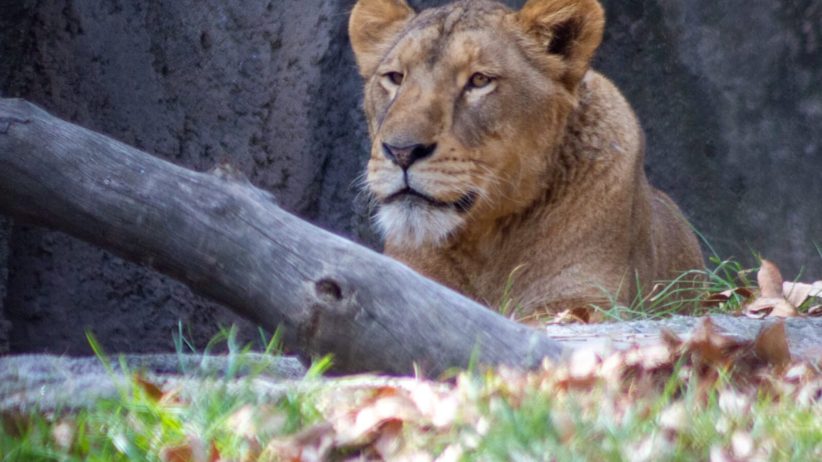 Zoológico de Chapultepec rehabilita a 7 leones que fueron rescatados en la Ajusco