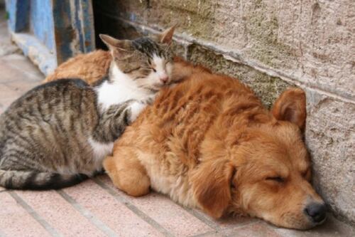 Maltrato animal en Jalisco: Multas de hasta 100 mil pesos y penas de cárcel que podrías enfrentar