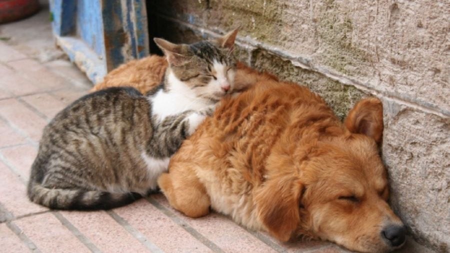 Las multas por maltrato animal grave pueden ascender hasta 108 mil pesos en el estado. ESPECIAL