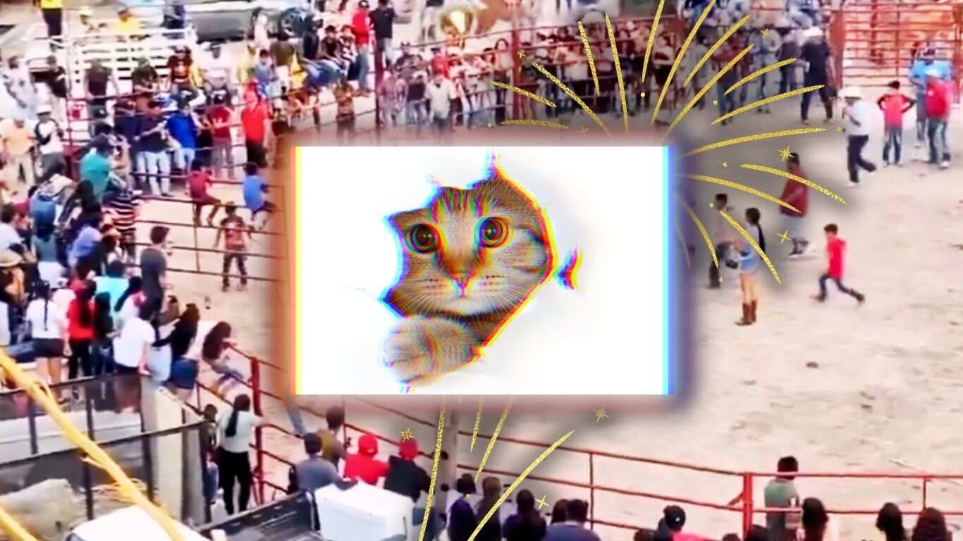 Gatos con fuegos artificiales en Xichú