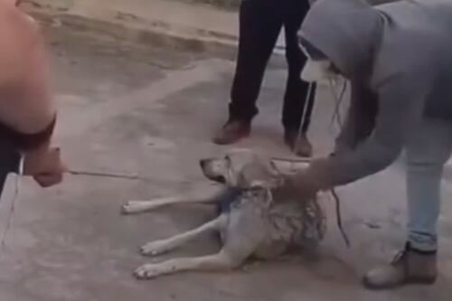 Aumentarán a 6 años de cárcel las penas por maltrato animal tras ataque con machete en Tlalpan