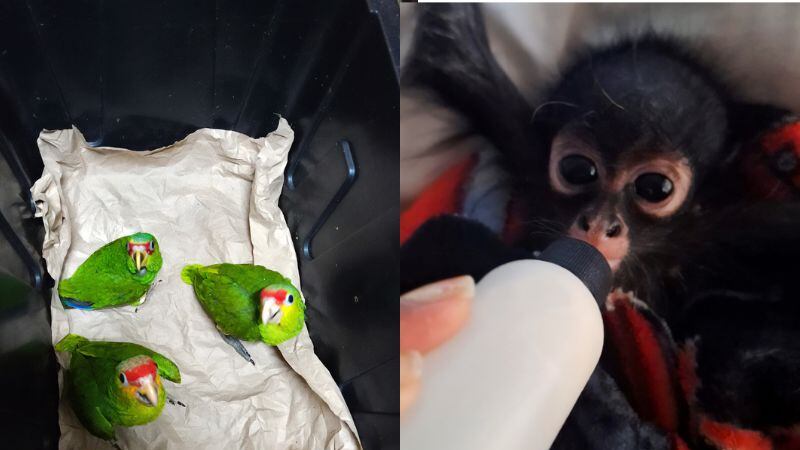 Mono araña y loros son rescatados por la Profepa en Yucatán