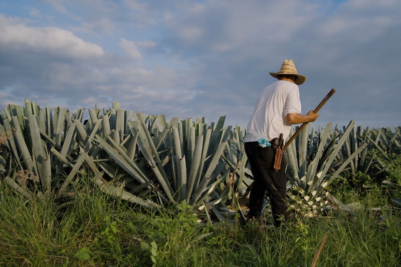 Disfruta casas mezcaleras, convive con productores y descubre esta milenaria bebida ancestral