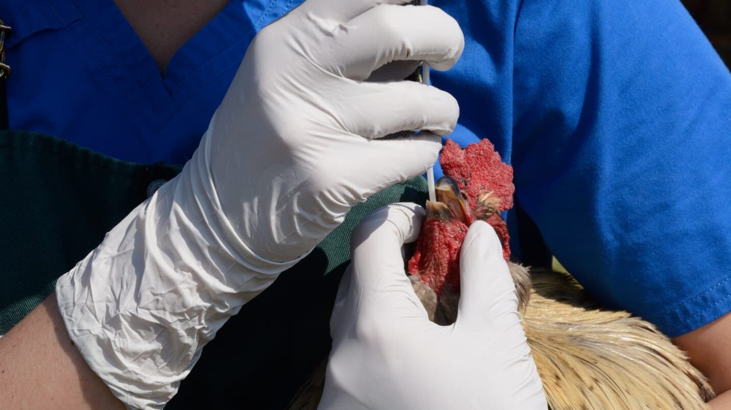 Este tipo de virus no afectan, por lo regular, a los seres humanos, pero se mantiene la vigilancia.