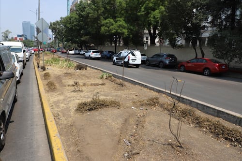 Camellones y jardineras muestran rezagos de mantenimiento en avenidas clave de la CDMX rumbo al Mundial 2026