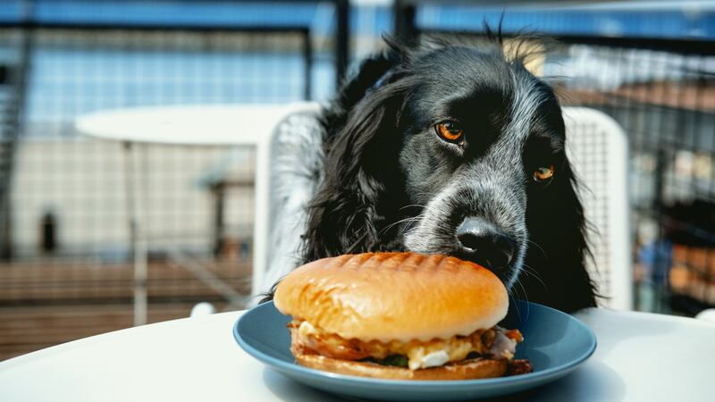 Restaurantes pet friendly