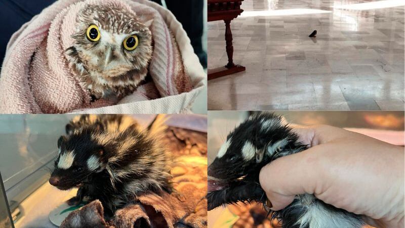 Rescatan a búho que estaba dentro del Archivo General de la Nación