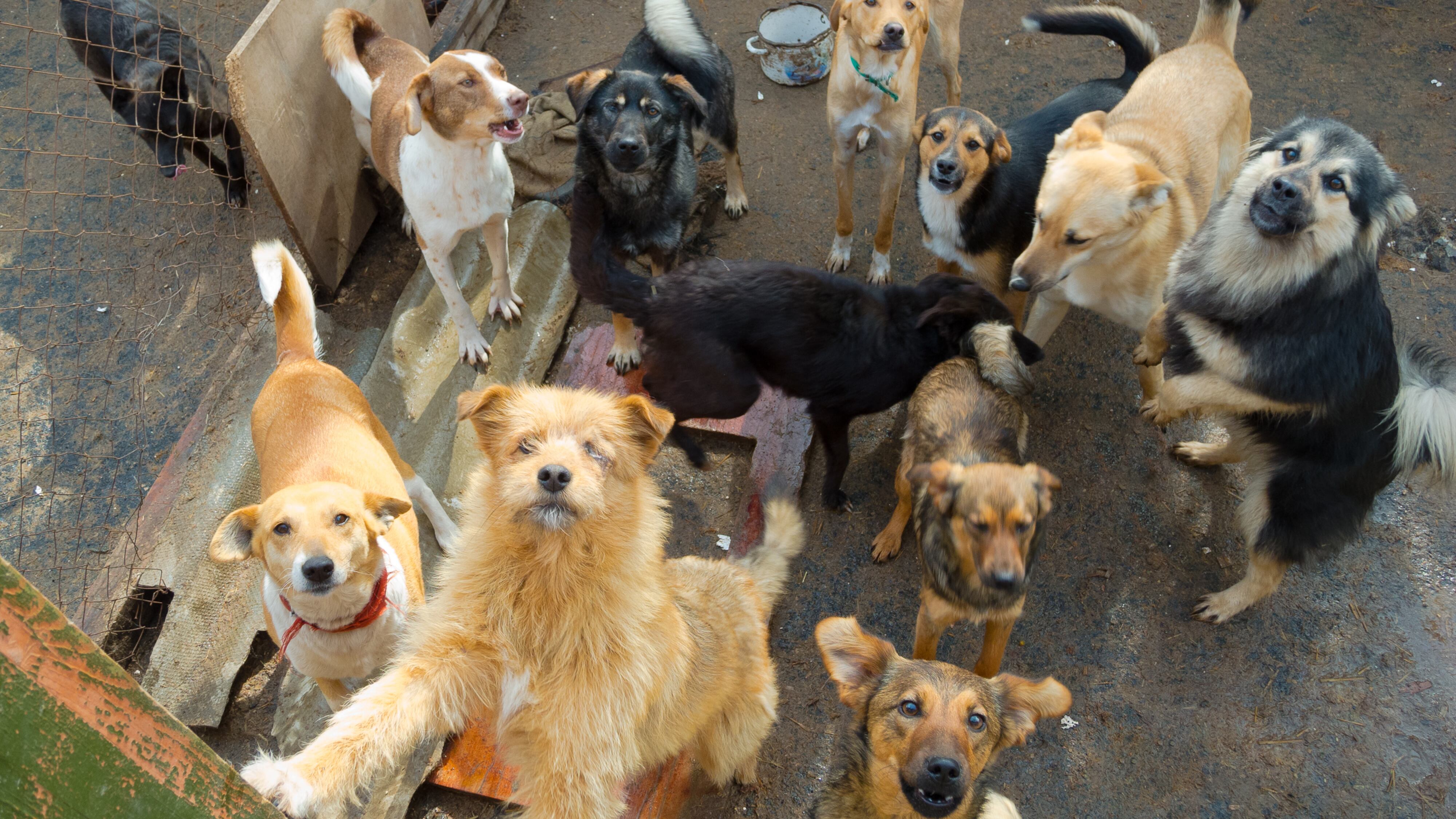 Albergue de mascotas