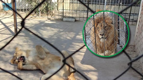 En operativo coordinado por CONFIA y PROFEPA, autoridades aseguraron dos leones africanos y dos guacamayas verdes en Celaya.