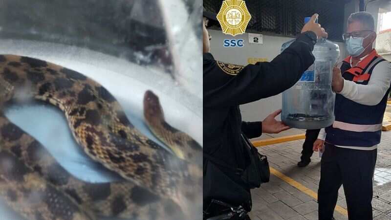 Serpiente rescatada en estación Revolución de la Línea 2 del Metro