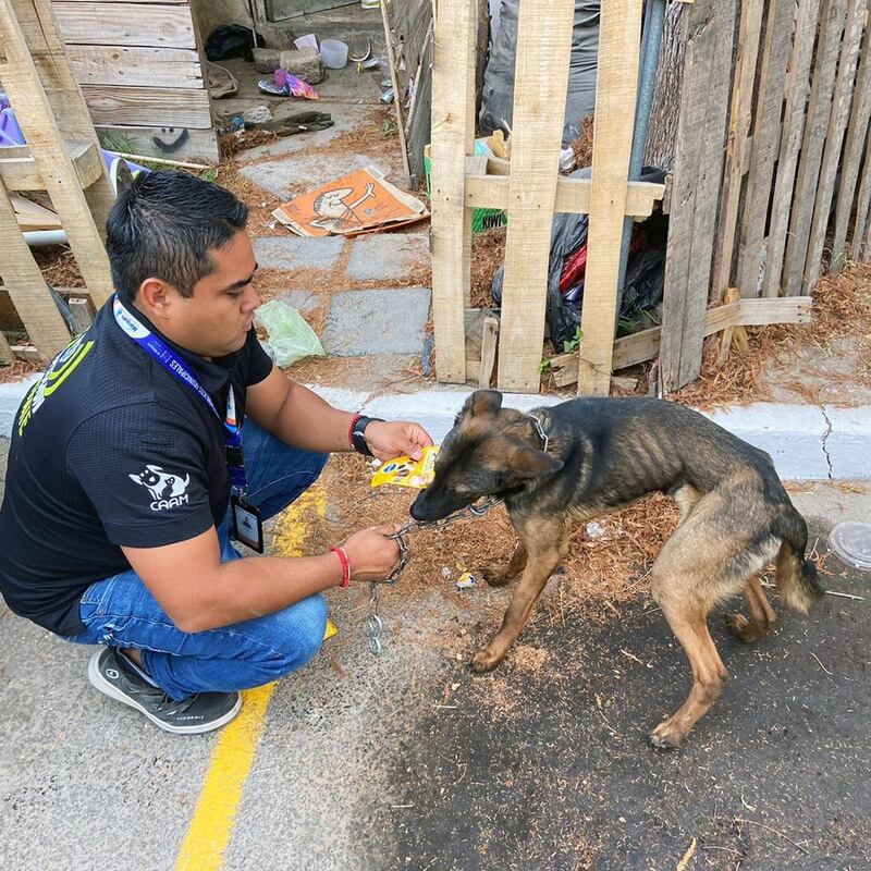 Tenían un cuadro de desnutrición severa. (Centro de Atención Animal Municipal de El Marqués)