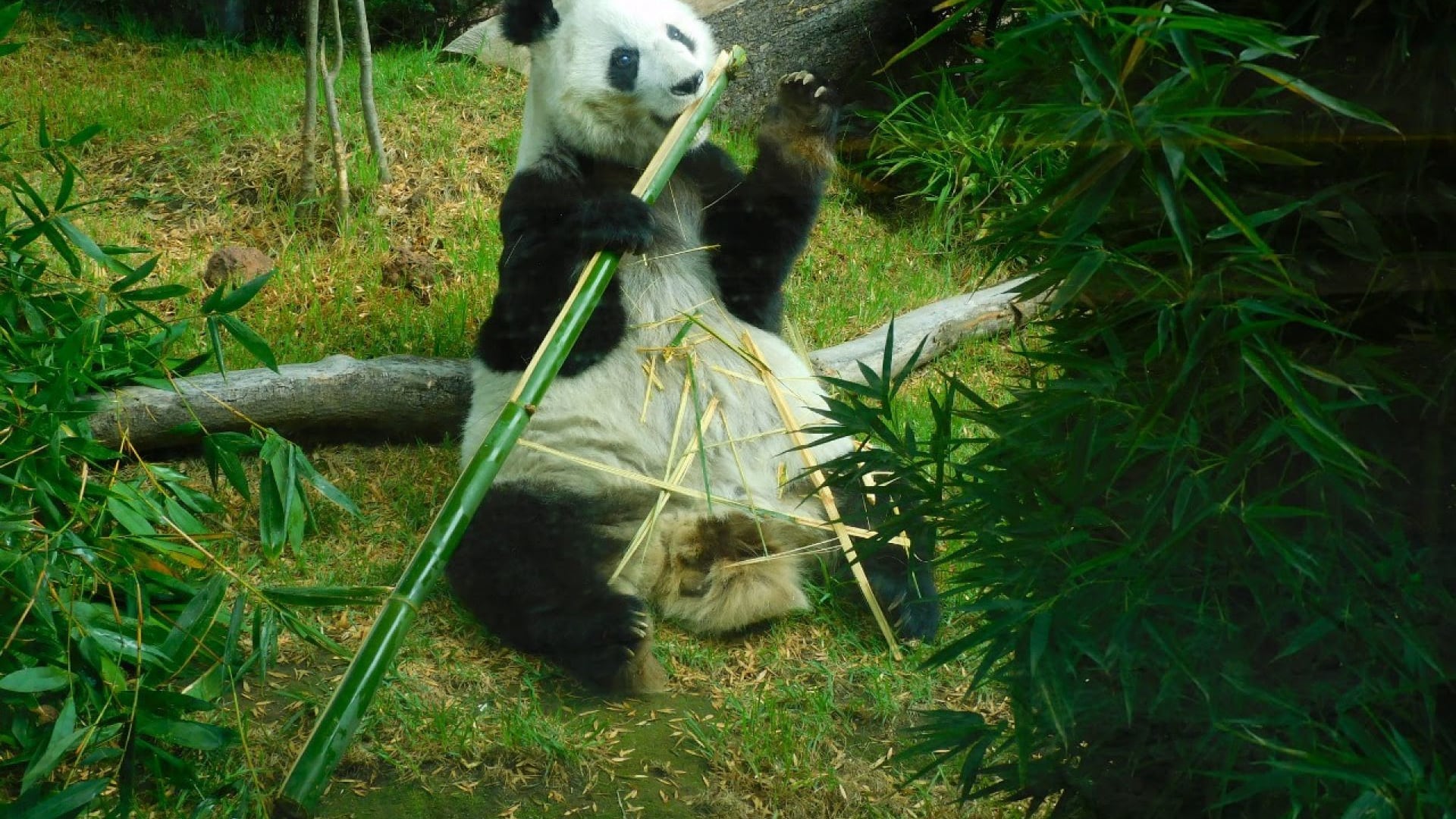 Un panda se alimenta en el Zoológico de Chapultepec.
