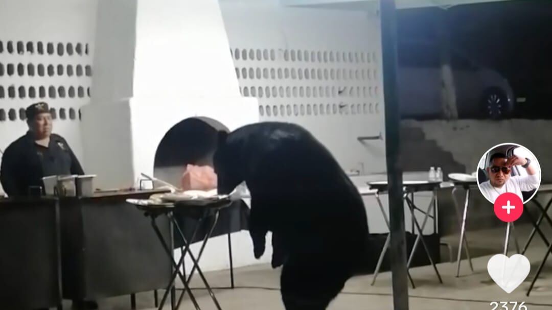 Sobre sus dos patas traseras, el oso alcanzó la charola donde ya estaban los platos servidos.