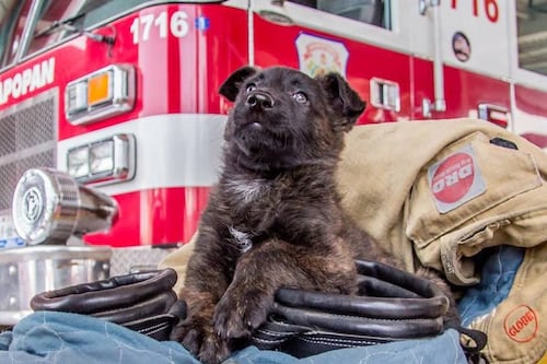 Murió Capitán, el héroe canino que salvó vidas durante diez años en Jalisco