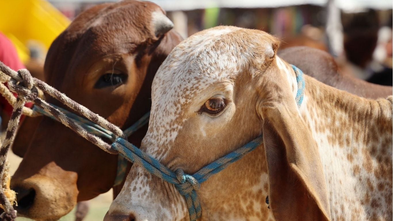 Gusano Barrenador en ganado