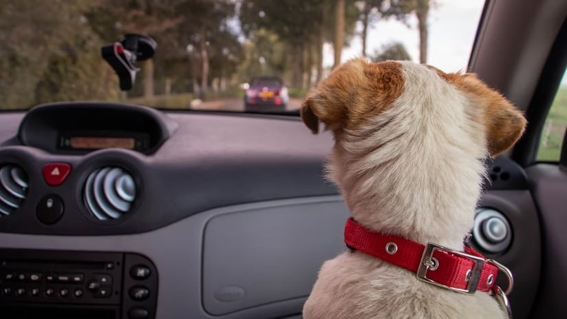 Mira cómo llevar correctamente las mascotas en el auto