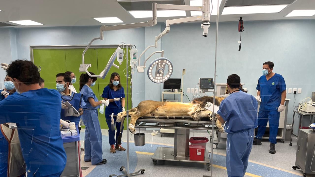 El Zoológico Guadalajara realiza uno de los proyectos más importante para este año