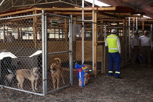 Mueren 34 perritos franciscanos, Gobierno CDMX asegura que enfermedades previas provocaron decesos