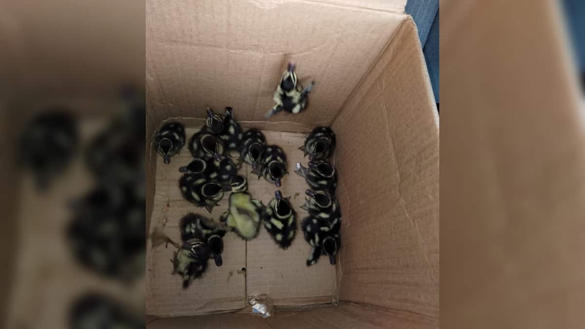 Los patitos tienen poco tiempo de haber salido del cascarón de acuerdo al color de su plumaje.