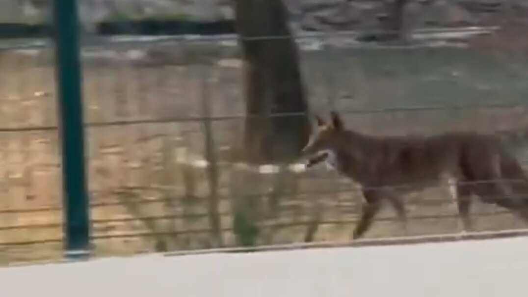 El coyote de tamaño mediano parecía estar en buen estado.