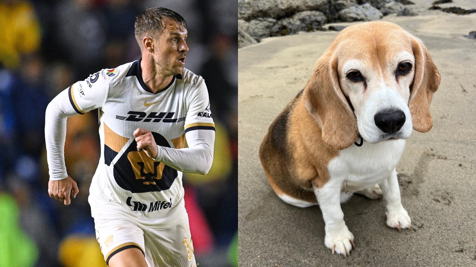 Aaron Ramsey perdió a su perro Halo.